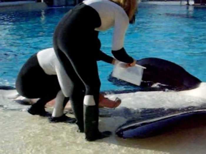 This Disgusting Scene Shows Why SeaWorld Allegedly Kept A Psychotic Killer Whale