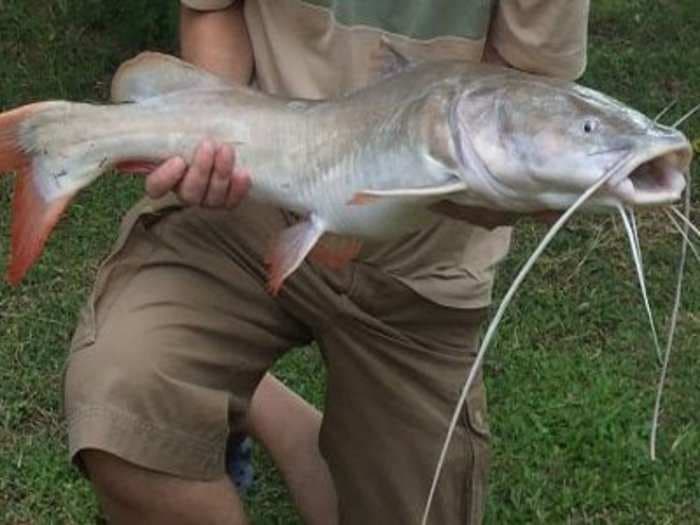 One Big Thing Holding Up The Farm Bill Is An Obscure Catfish Program