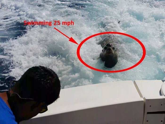 Watch This Sea Lion Chase Down A Boat Going 25 MPH