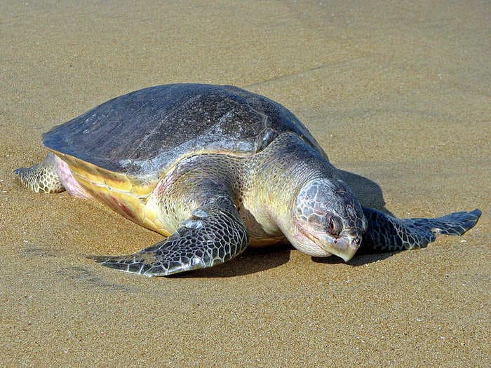 Endangered Olive Ridley sea turtles nest in peace at empty Odisha beaches as Coronavirus keeps people in lock down