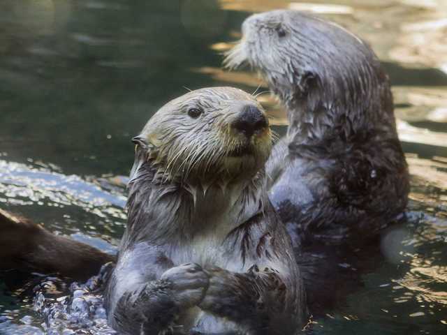 Sea otters live in kelp forests on the coasts of the Northern Pacific Ocean, and often hold hands to keep from drifting away from each other. They float on their backs to crack open shellfish with rocks, making them one of the few species of mammals to use tools.