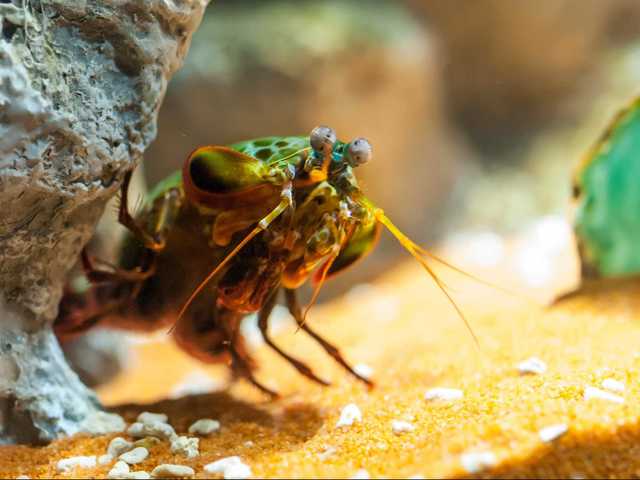 Amantis shrimp can swing its claw so fast it boils the water around it and creates a flash of light.
