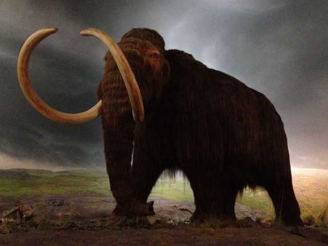 Thewoolly mammoth was still around when the pyramids were being built.