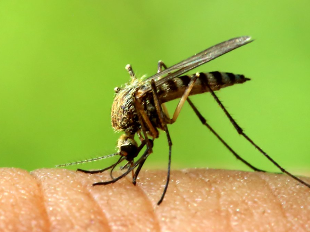 Itwould take 1,200,000 mosquitoes, each sucking once, to completely drain the average human of blood.