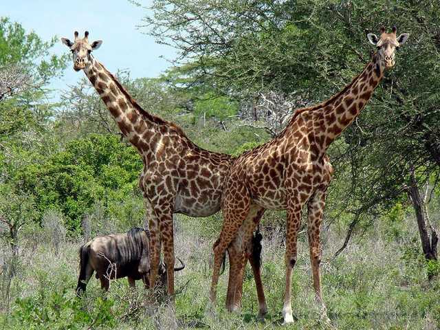 Toknow when to mate, a male giraffe will continuously headbutt the female in the bladder until she urinates. The male then tastes the pee and that helps it determine whether the female is ovulating.