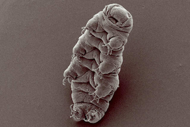 Waterbears, or Tardigrades, are typically 0.5 mm in length and can survive virtually anything. Even the vacuum of space.