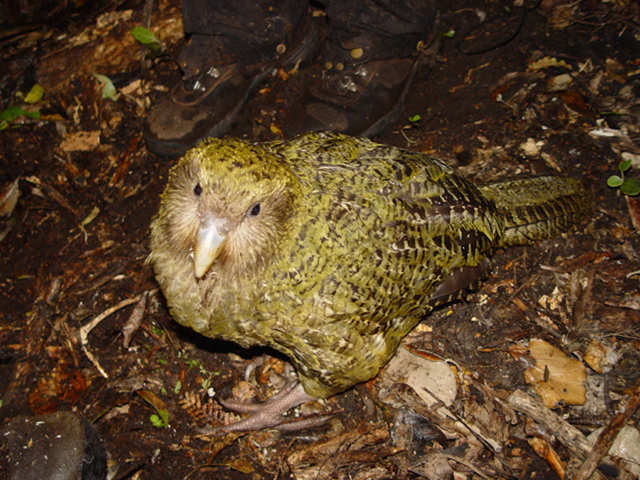 Thecritically endangered Kakapo bird has a strong, pleasant, musty odour which allows predators to easily locate it. Hence, it is critically endangered.