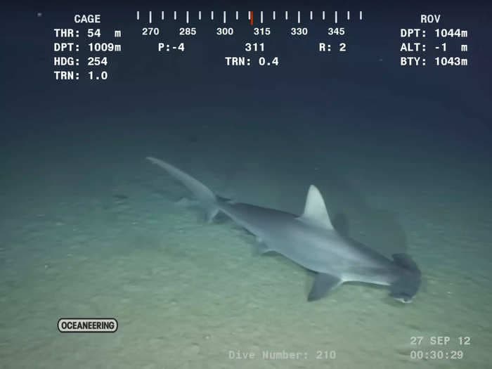 Hammerhead sharks 'hold their breath' when deep diving up to 2,500 feet to avoid freezing to death