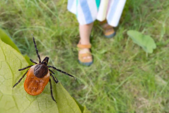 Ticks die when they bite him. This man's immunity to ticks could pave the way for a tick vaccine.