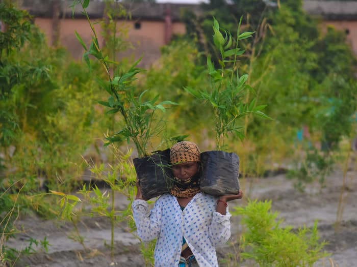 Here's how you could make money by helping the Assam Govt. plant saplings!