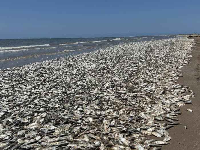 Thousands of dead fish have washed up on a once-idyllic Texas beach, baffling beachgoers and covering its shores with miles of carcasses
