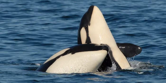 Orca moms fiercely protect their sons from bullying and fights — but not their daughters, study suggests