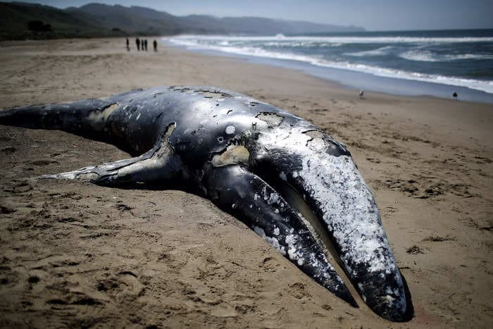 Gray whales have been mysteriously washing up dead on the Pacific coast. Now scientists think they might have the answer. 