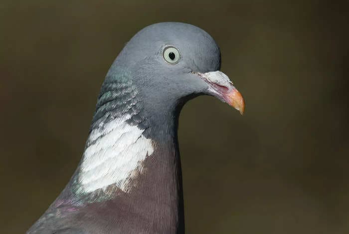 Pigeons solve problems the same way AI does, study says