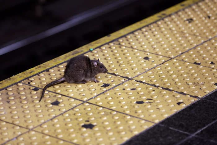 NYC's new rat-killing weapon is wildly successful &mdash; for now
