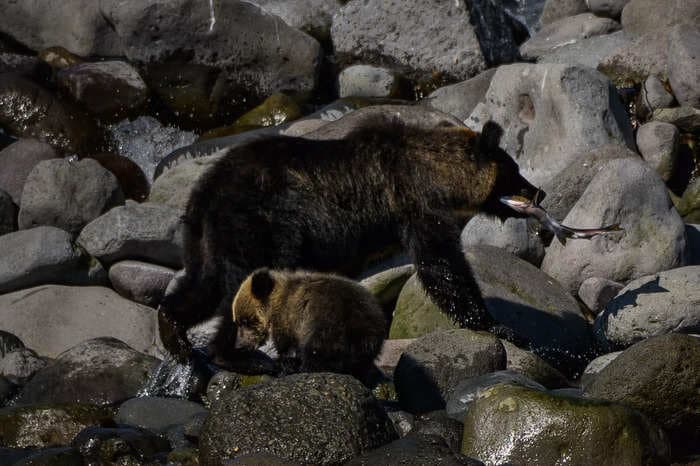 Japanese elders are being left behind to face bear attacks