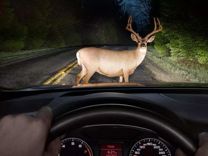 A Florida man was charged with animal cruelty after deputies said he intentionally drove over a deer and filmed  it for TikTok 