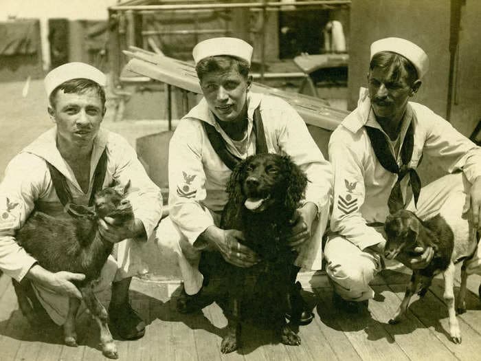 Photos show dependable sea dogs serving alongside US sailors in the Navy