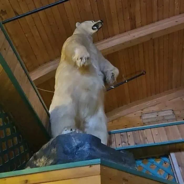 Canadian police are looking for a 500-pound taxidermy polar bear stolen from a resort in frigid, below-zero weather