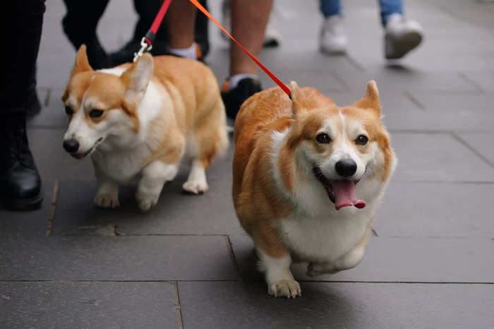 Amazon named its new chatbot Rufus after a Welsh corgi that a couple often took to the office