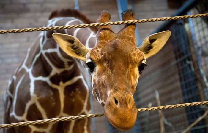 Giraffes appear to be on a path to joining the ranks of Winnie the Pooh and Peppa Pig on Beijing's internet watchlist
