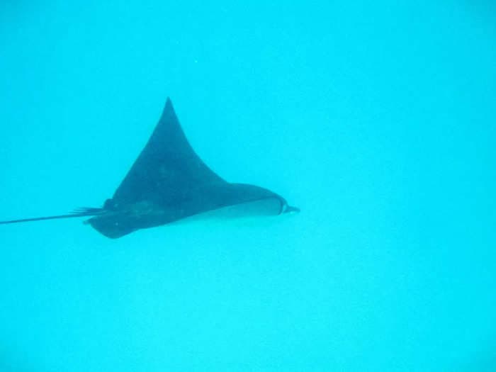 Fin-bidden love: A shark might have just impregnated a stingray in captivity!