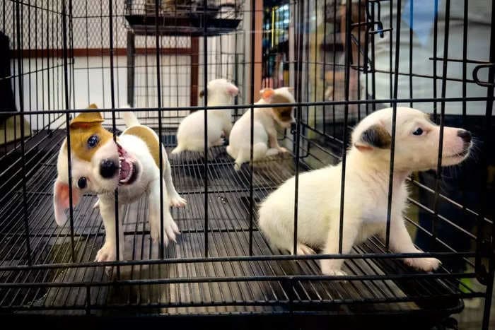 Americans lost over $1 million last year falling for online puppy adoption scams, largely on Facebook Marketplace