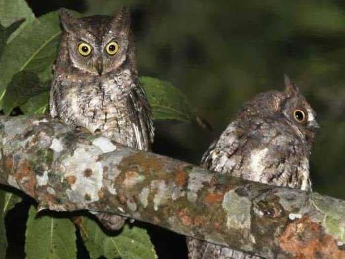 Scientists Unwittingly Discover New Owl Species In Indonesia