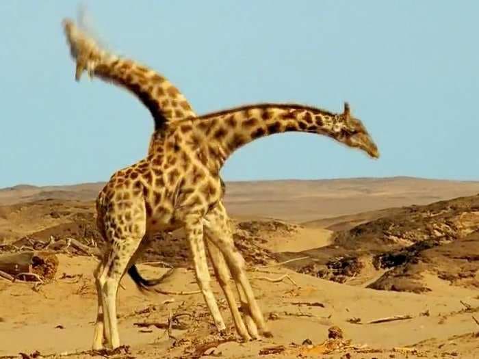 This Scene Of Fighting Giraffes Is Absolutely Mesmerizing
