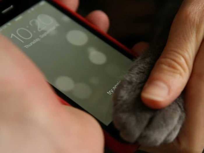 The iPhone 5S Fingerprint Scanner Works On Cat Paws