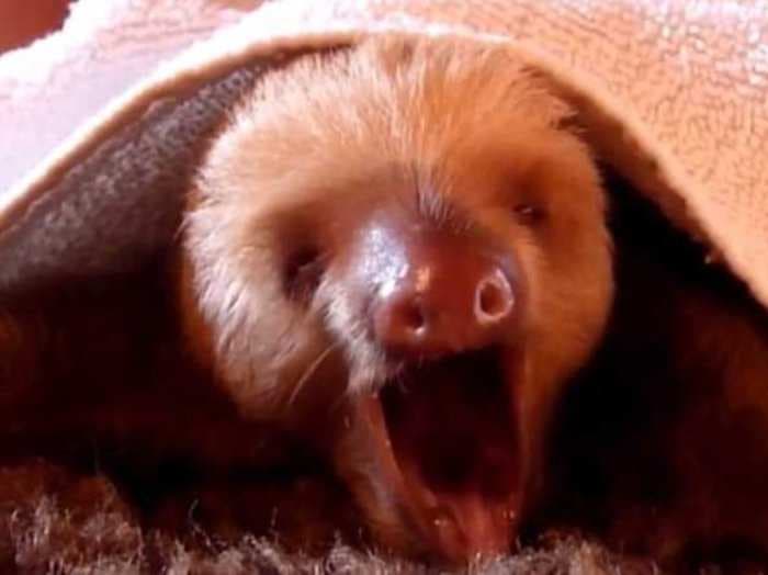 This Sloth Expertly Lip-Synchs Whitney Houston's 'I Will Always Love You'