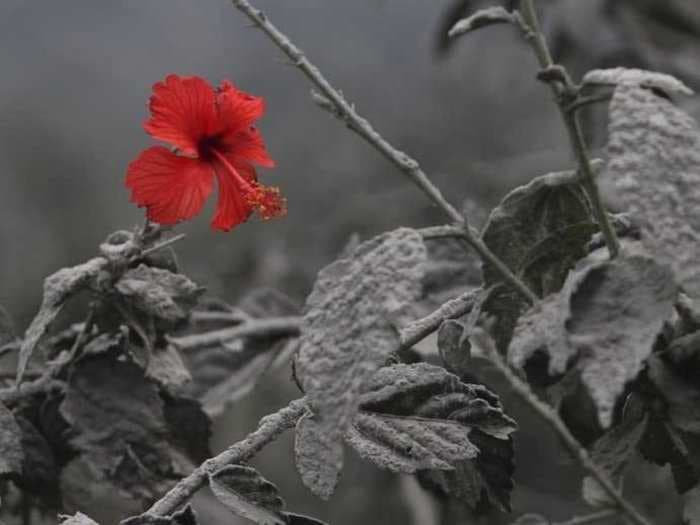 Ash Spewing From Indonesia's Mount Sinabung Created This Beautiful Meditative Flower