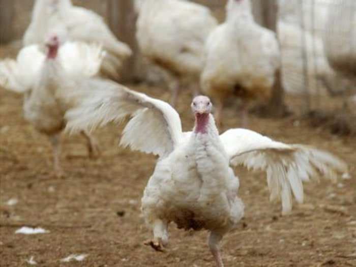 Here's What's Happening To Your Thanksgiving Turkey Right Now
