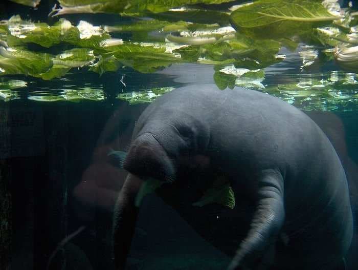 Manatee Death Toll Hits Record In Florida, 'Red Tide' Blamed