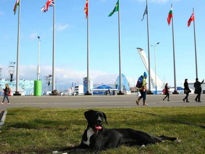 A Russian Billionaire Is Backing A Last Minute Push To Save Sochi's Stray Dogs