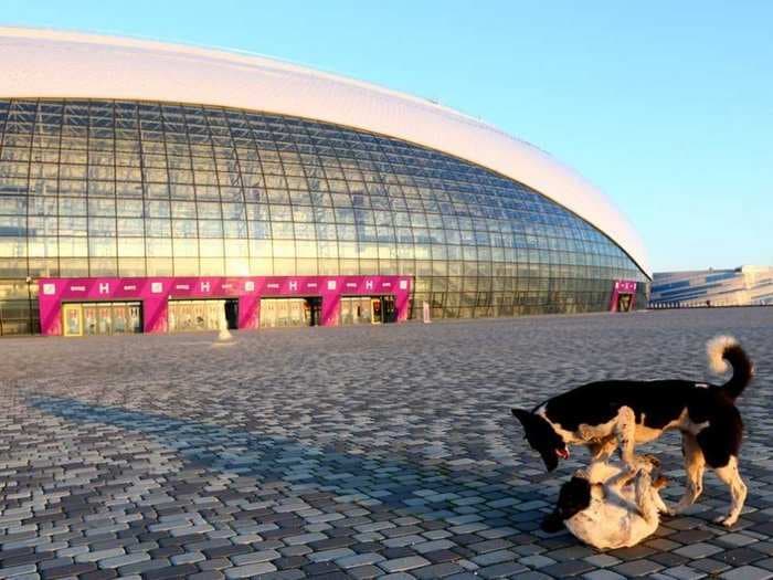 Flight Searches Show Americans Have No Interest In Going To Sochi