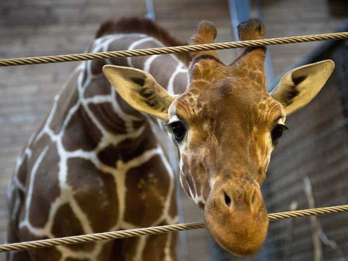 Horrifying Images Emerge Of Giraffe Being Killed And Dissected In Front Of Zoo Visitors [GRAPHIC]