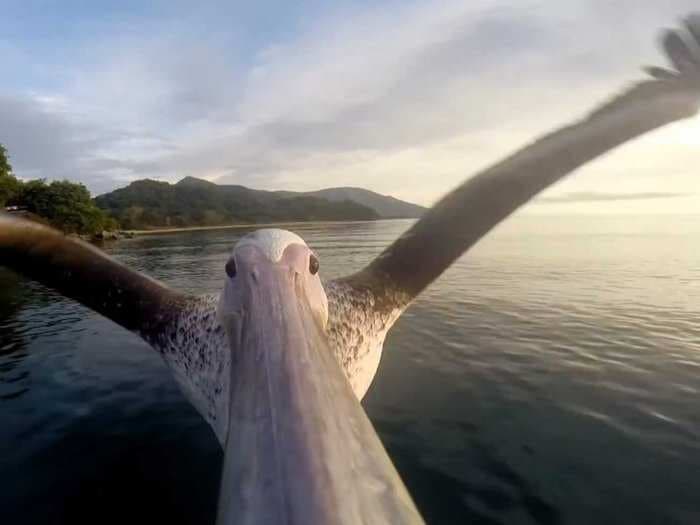 Stunning GoPro Video Beautifully Captures A Pelican Taking Flight For The First Time