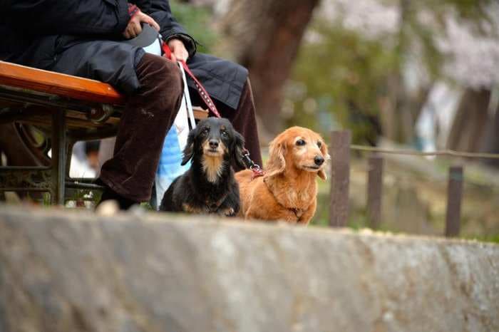 Japan Has More Registered Pets Than It Has Children