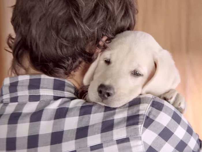 Budweiser Continues Its Domination Of Viral Advertising With Another Tearjerker Puppy Ad