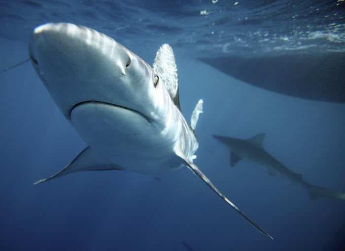 10 ways to avoid being eaten by a shark