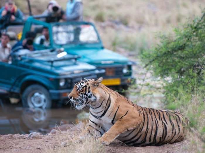 Ranthambore just lost its most sighted tiger. Thanks to hoteliers