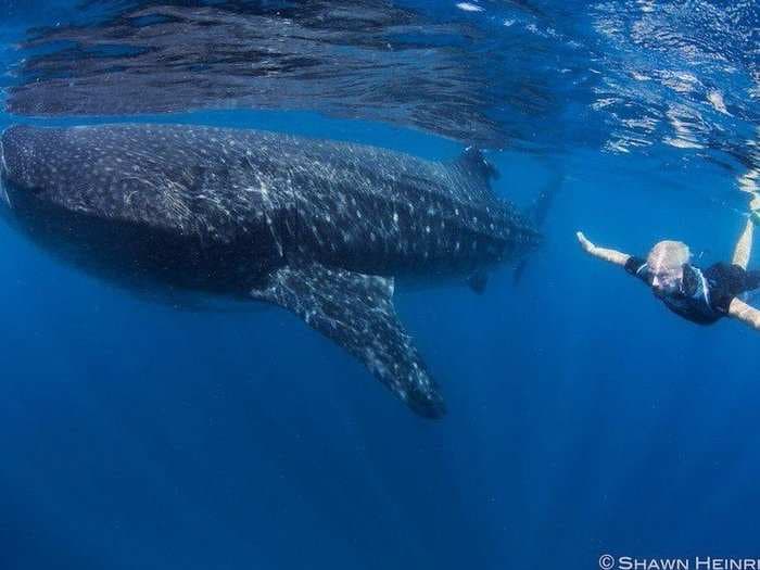 This is Richard Branson swimming with a massive whale shark