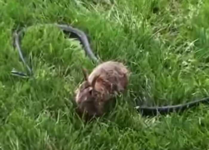 A rabbit fights a snake to save her babies and wins in one of nature's most epic battles