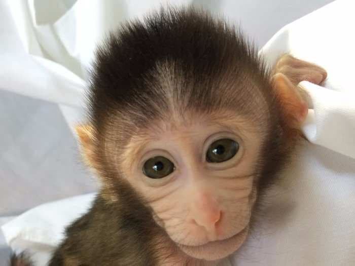 Chinese scientists genetically engineered monkeys to reveal some fascinating clues about autism