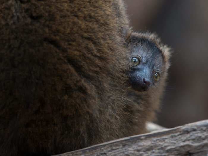 The Bronx Zoo just debuted 3 newborn lemurs and they're adorable