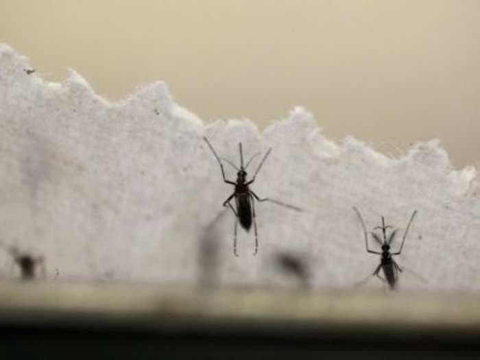 Zika is 'on the doorstep of Africa'