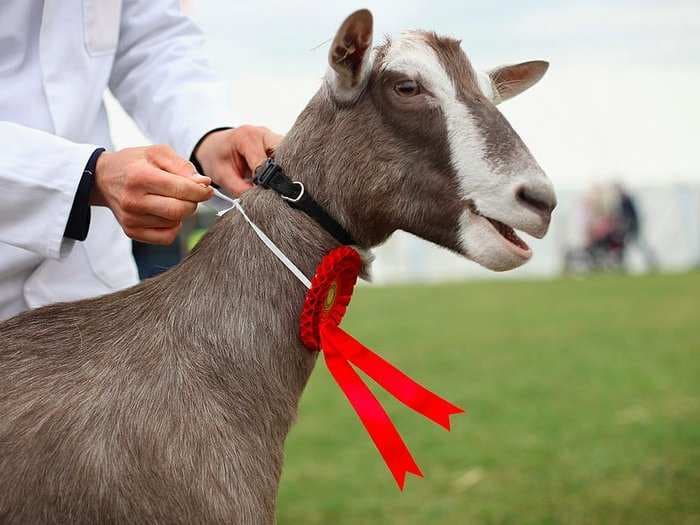 Goat gifs are popping up on Facebook encouraging people to register to vote in the EU referendum