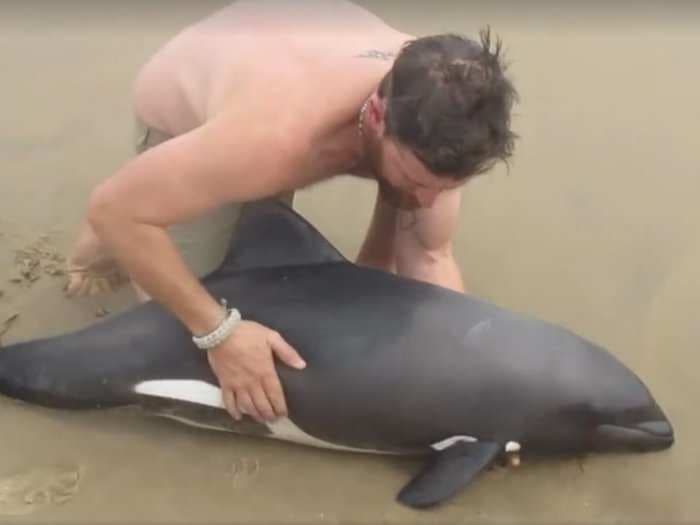 People are in love with a guy who carried a beached dolphin back into the ocean