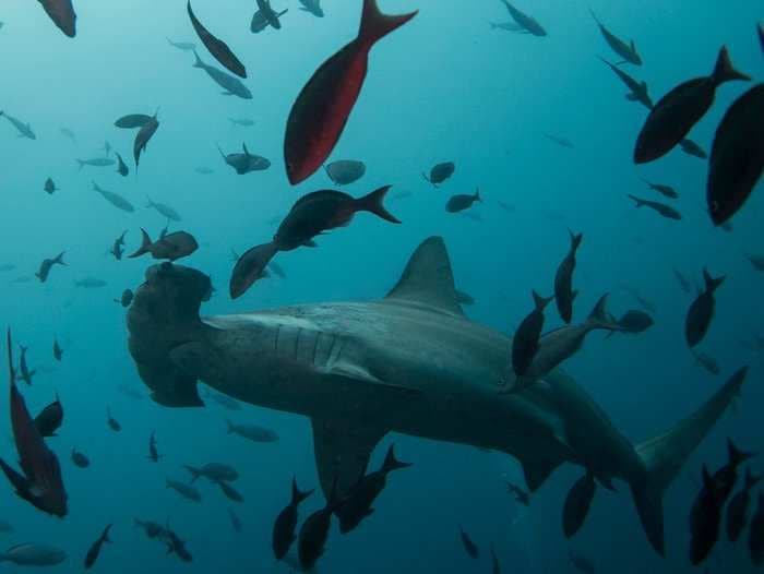 Microsoft billionaire Paul Allen is on a mission to save the world's sharks, and he's found some lurking in unexpected places